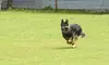 One 90-Minute or Three 60-Minute Dog Training Sessions at Ancillary K9 (Up to 67% Off)