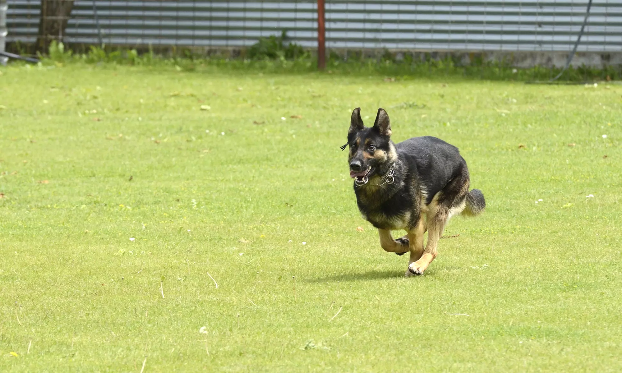 One 90-Minute or Three 60-Minute Dog Training Sessions at Ancillary K9 (Up to 67% Off) - Primary Image