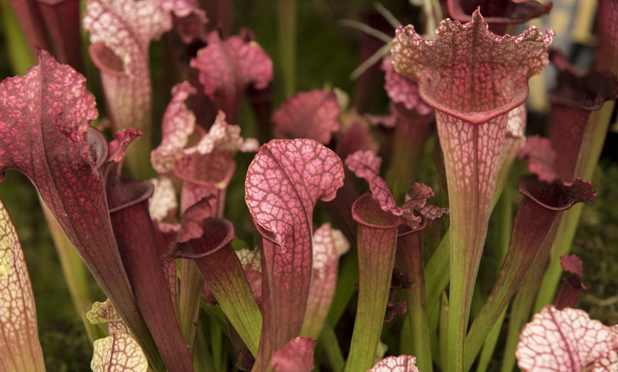 Image 8: Carnivorous Plants with Pots