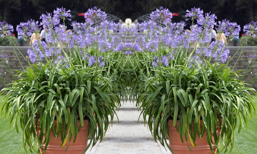 Image 3: Agapanthus Dr Brouwer Plant