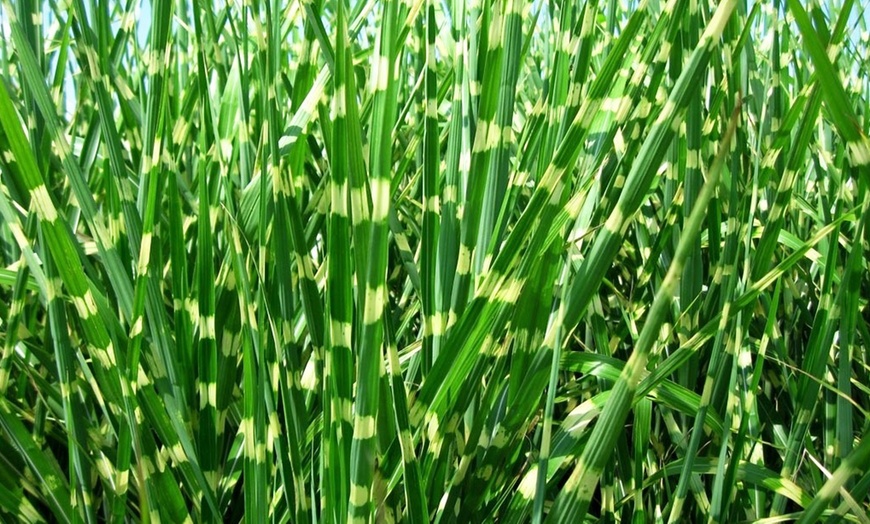 Image 6: 1 o 2 piante di Miscanthus 'Zebrinus'