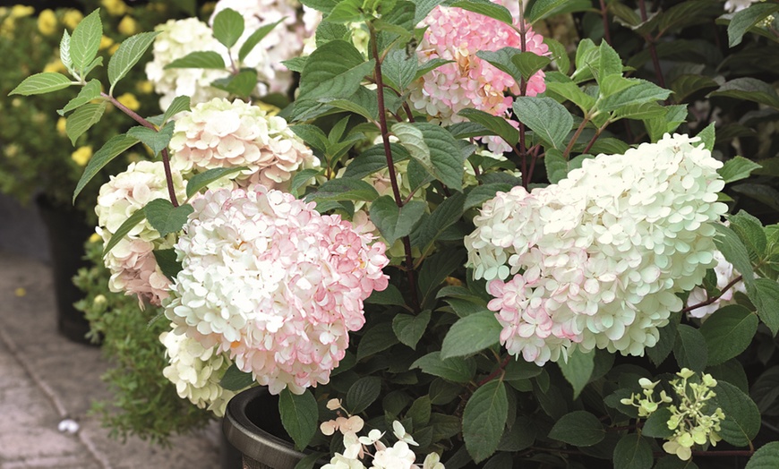 Image 15: One, Two or Three Hydrangea Paniculata Vanilla Fraise Potted Plants