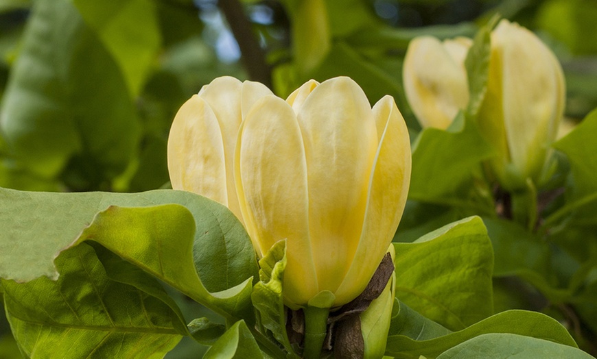 Image 3: One or Two Magnolia Standard Plants