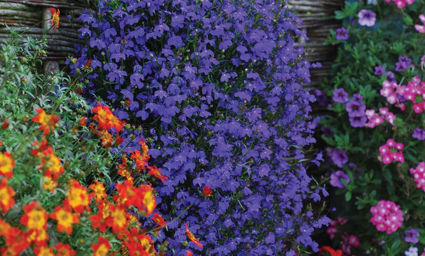 Image 1: Lobelia ‘Monsoon’ - 12, 36 or 72 Plants