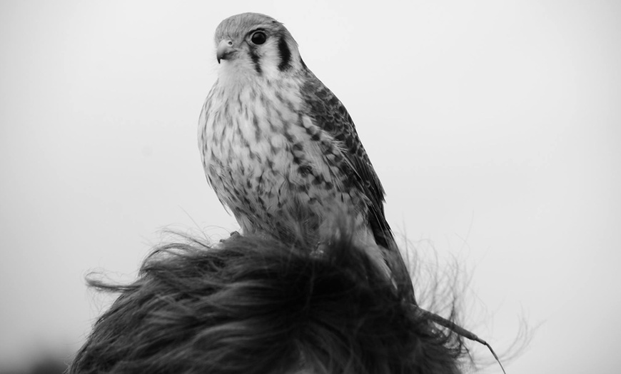 Image 9: Three-Hour Falconry Experience