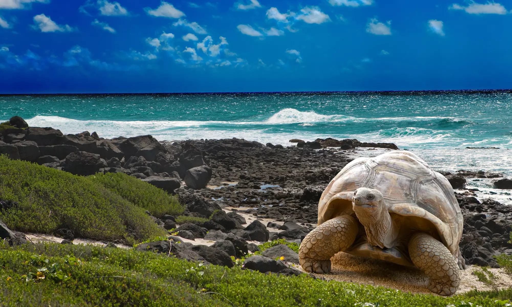 ✈ 6-Day Galápagos Islands Tour w/ Air from Indus Travels. Price/Person Based on Double Occupancy (Buy 1 Groupon/Person). - Primary Image