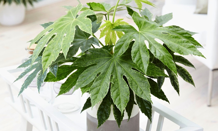 Image 1: Plante "Fatsia Japonica"