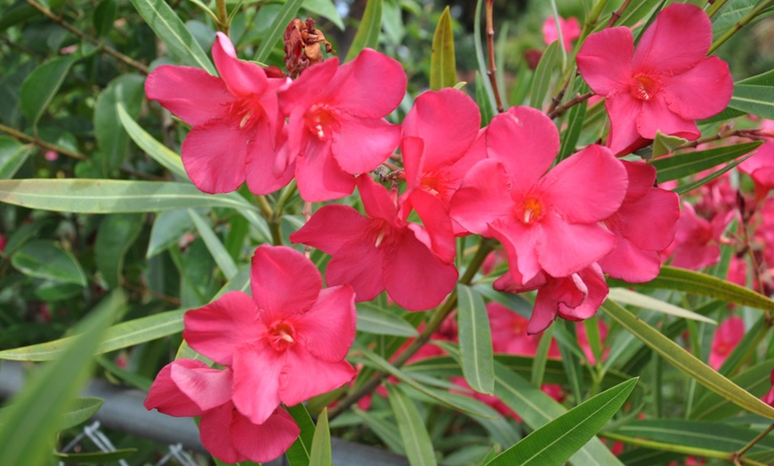 Image 1: Set de plantes Oleander