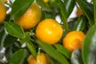 1 o 2 piante di Citrus Calamondin, Limon o Kumquat sempreverdi - Image 2