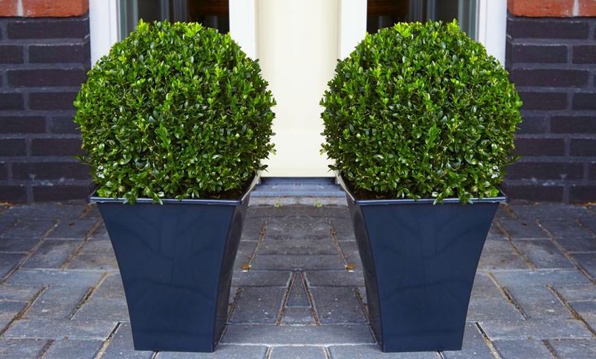 Image 1: Buxus Topiary Balls with Planters