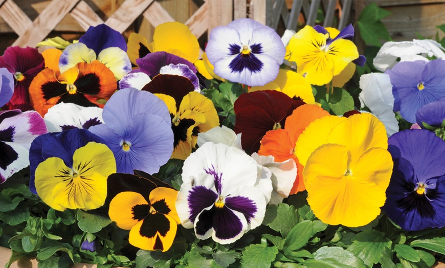 Image 3: Winter Flowering Bedding Plants