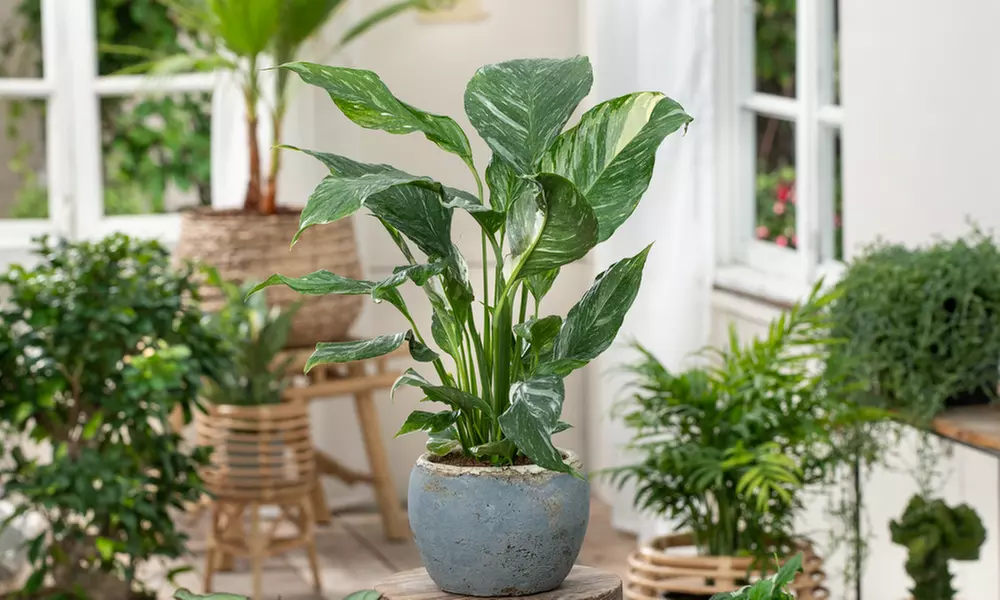 1x oder 2x Friedenslilie (Spathiphyllum) - Primary Image