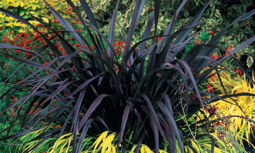 Image 1: Plante Phormium Black Velvet