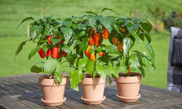 Red Snack Paprika Plants | Groupon