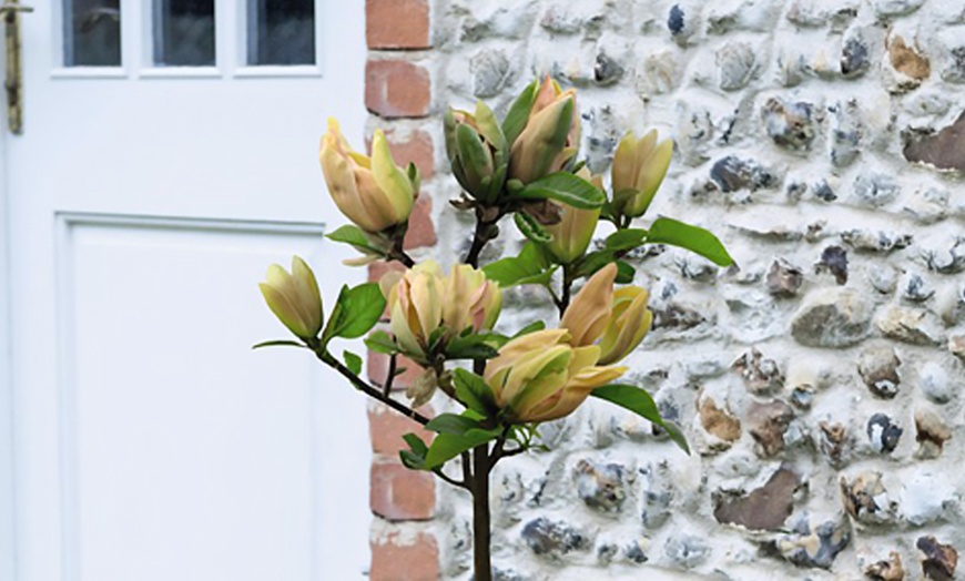 Image 5: Up to Three Magnolia Standard Sunspire Plants