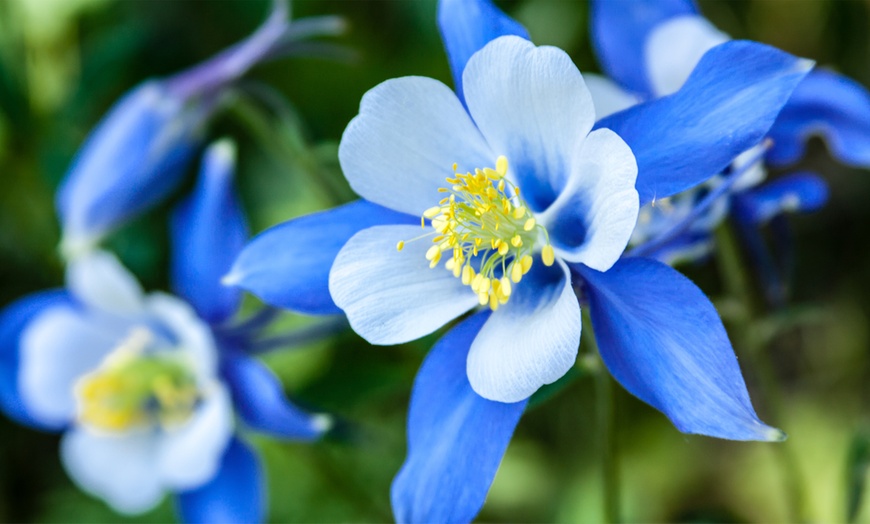 Image 7: 6, 9 or 18 Aquilegia Mixed Colours Plants