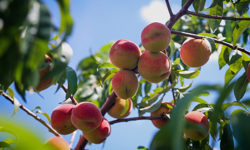 Image 6: 3er-Set Obstbäume