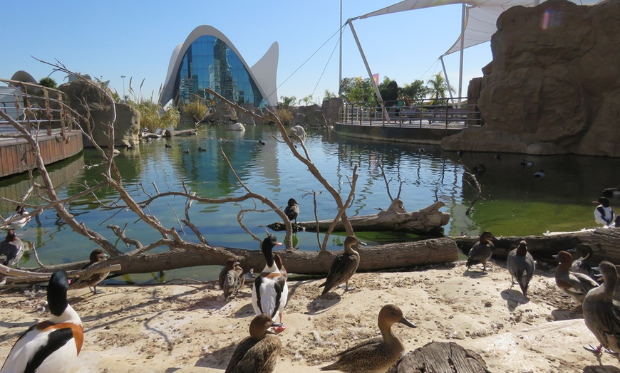 Image 13: Entrada de 1 día al Oceanogràfic, Museo Príncipe Felipe y/o Hemisfèric