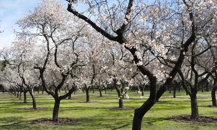 Image 2: 1, 2 o 4 piante di Mandorlo Prunus Triloba XXL