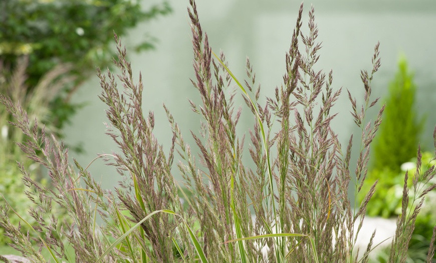 Image 4: 1 of 2 siergras planten 'Calamagrostis Overdam'