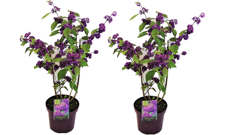 Image 2: XL Callicarpa Profusion Plant