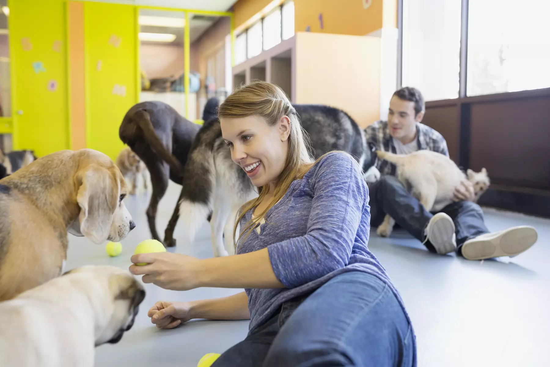 Animal Care Online Course or Certificate in Dog Behavior from Skills Pack (Up to 46% Off) - Primary Image