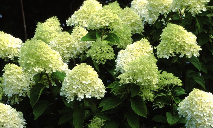 Image 7: Lot de 4 plantes Hydrangea