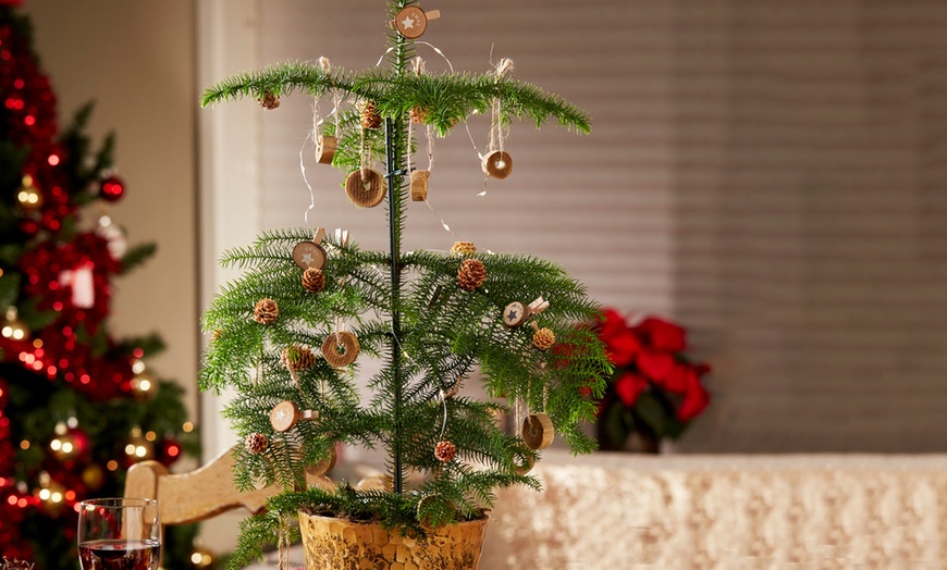 Image 1: Norfolk Island Pine Christmas