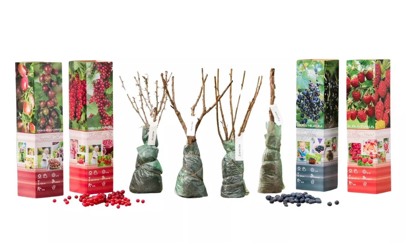 Plantes d'extérieur au choix, faciles d'entretien