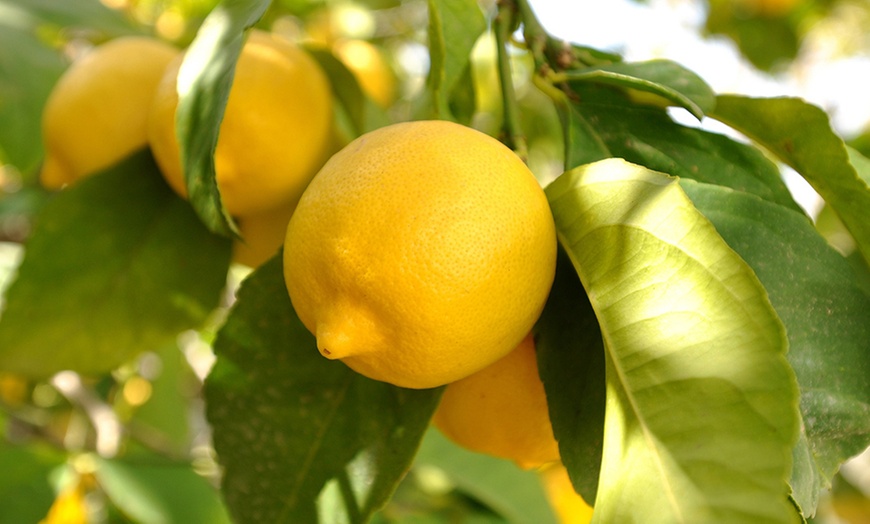 Image 4: Orange or Lemon Tree