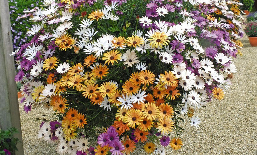 Image 1: Trailing Daisy Osteospernum Falling Stars - 5, 10 or 20 Plants