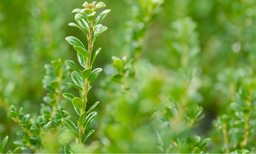 Image 6: 1 of 2 Ilex Crenata Jenny planten van Rootz