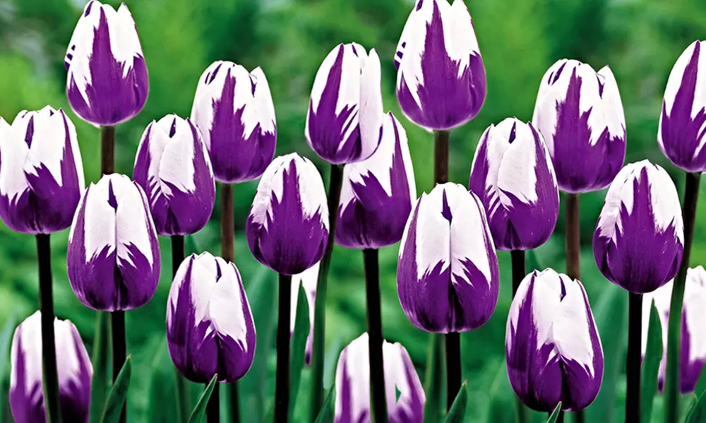 Blueberry Swirl Tulip Flower Bulbs (10-, 20-, or 40-Pack with Flower Bulb Planter) - Primary Image
