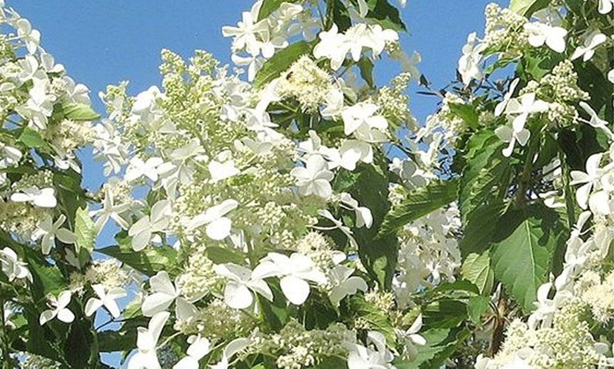 Image 6: Plants d'hortensias colorés OH2