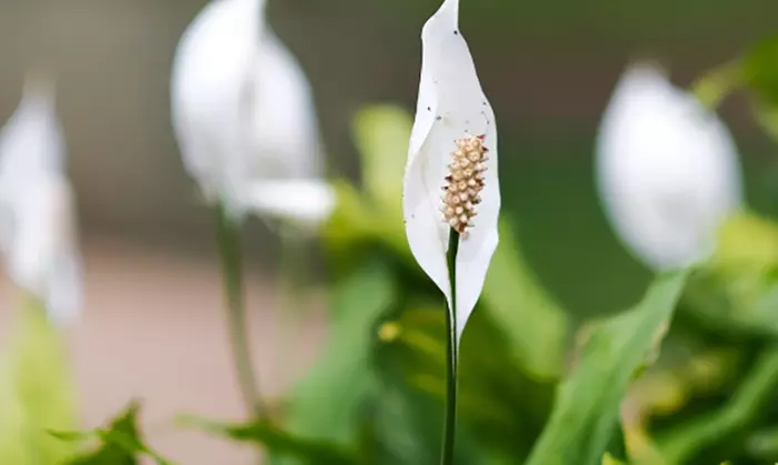 Collection exclusive de 5 plantes d'intérieur