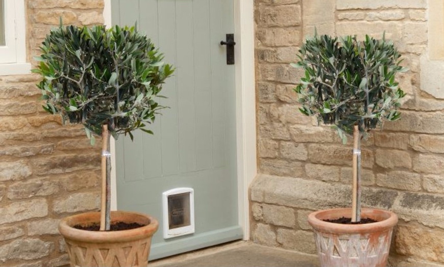 Image 2: 1 ou 2 oliviers, 100-120 cm à la livraison