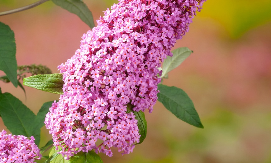 Image 6: Set van 3 of 8 OH2 Buddleja Davidii planten
