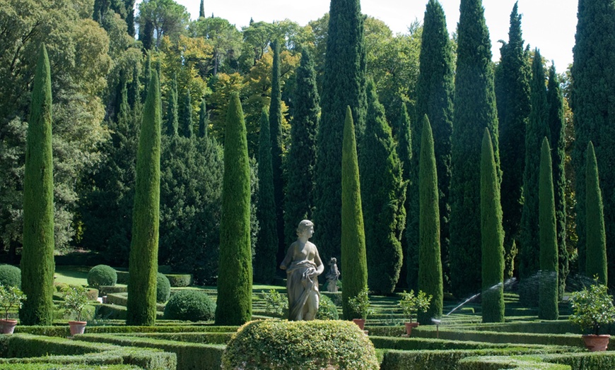 Image 11: Italian Cypress Hardy Tree Potted Plants