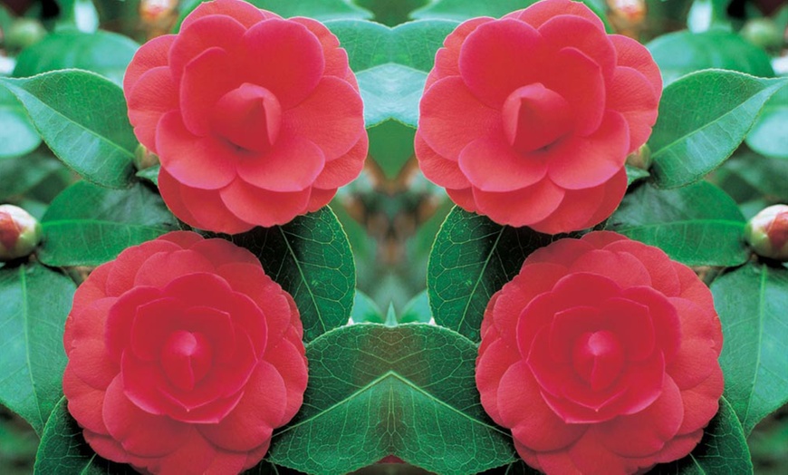 Image 6: Camellia Tricolour Plants 