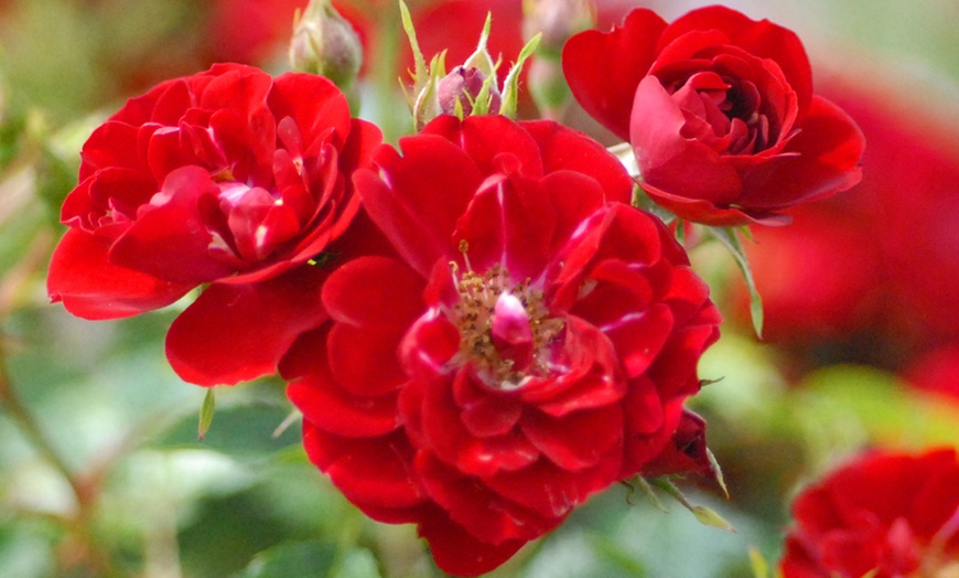 Up To 41% Off Rose Tri-Colour Standard Plant | Groupon