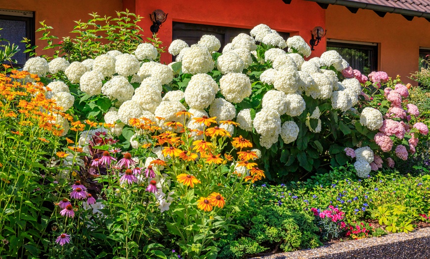 Image 1: Hydrangea Annabelle - 1, 2 or 3 Potted Plants
