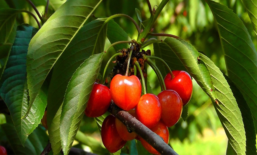 Image 5: Ensemble de 3 arbres fruitiers