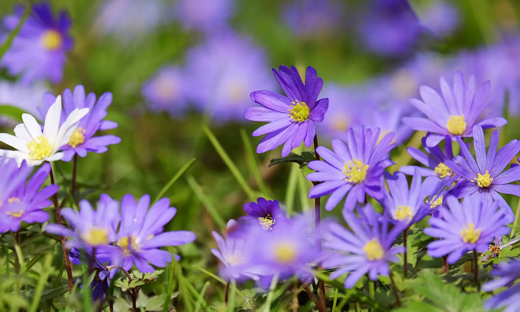 Colorful Anemone Blanda Bulbs: 15, 30, 75-Pack with Planting Tool