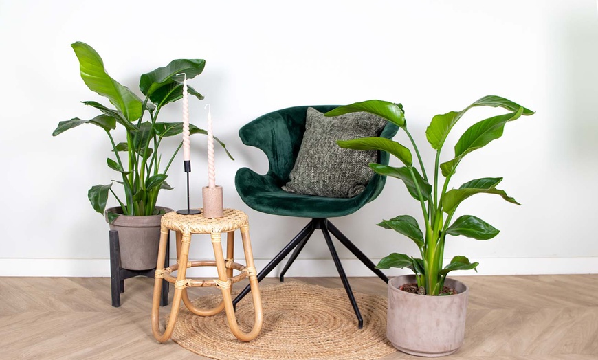 Hasta 36% dto. Planta de interior Strelitzia Nicolai | Groupon