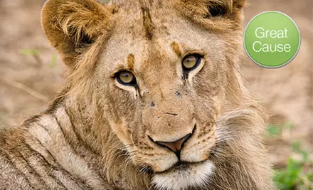 If 50 People Donate $10, Then Survival Outreach Sanctuary Can Build a Hurricane Shelter for a Lion - Primary Image