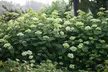 Hydrangea Lime Rickey Potted Plant (3-Litre Pot) - Image 2