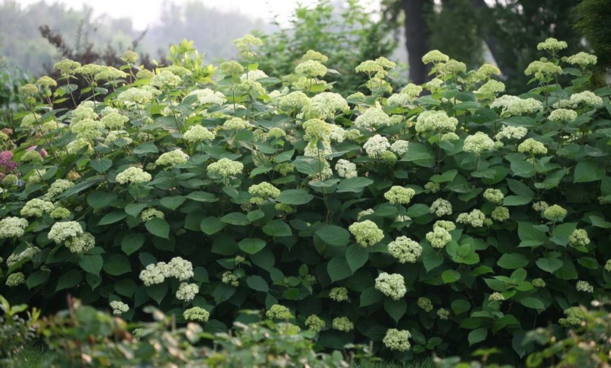 Image 2: Hydrangea Lime Rickey Potted Plant (3-Litre Pot)