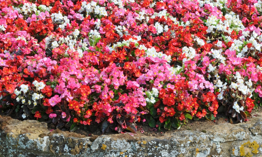 Image 11: Summer Bedding Plant Collection