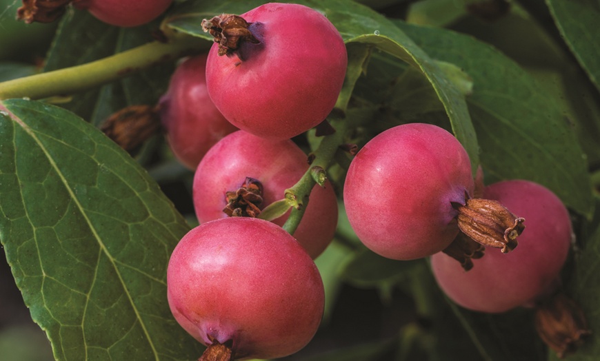 Image 2: Pink Blueberry ‘Pink Sapphire’ – 1 or 3 Potted Plants
