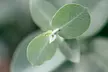 Eucalyptus Gunni - Image 3